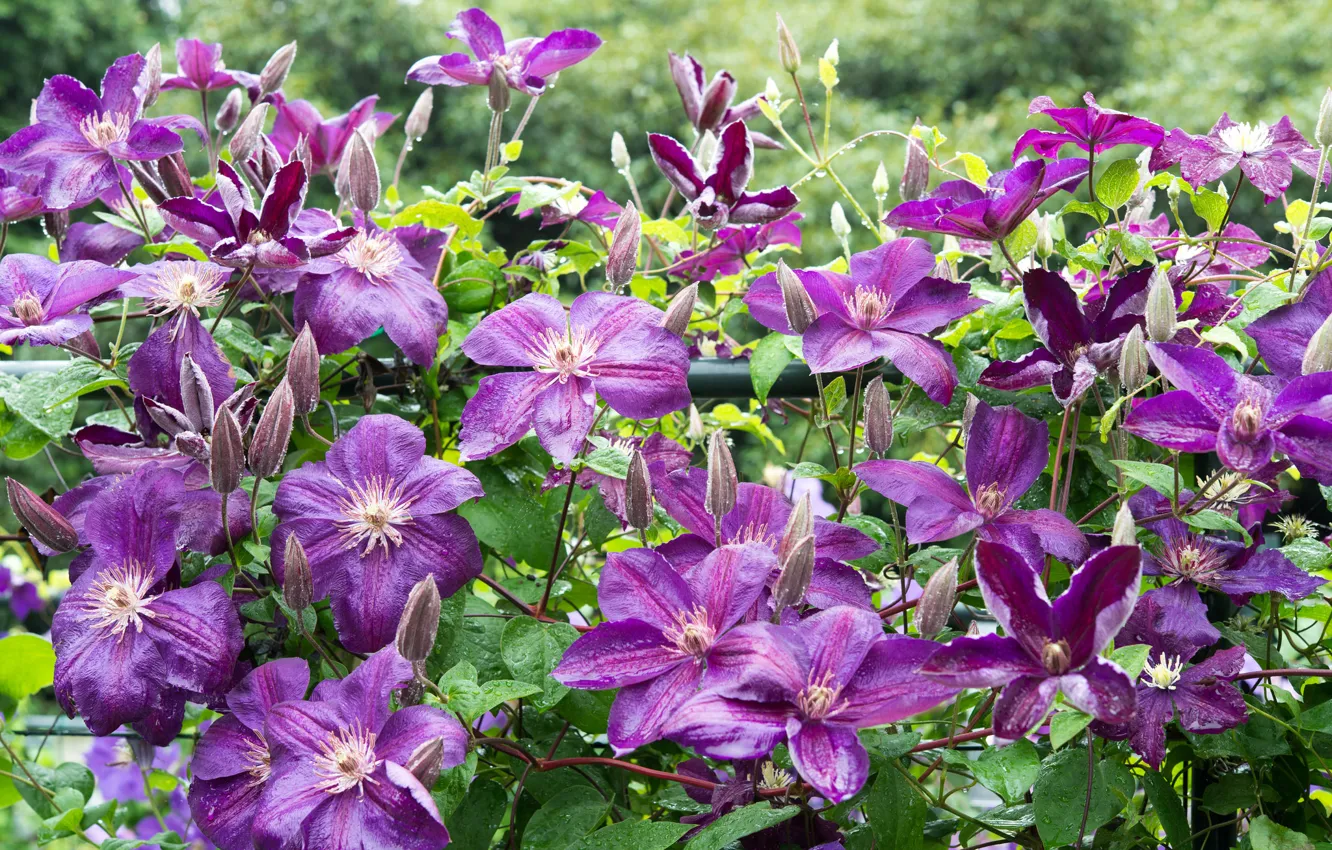 Фото обои фиолетовый, листья, цветы, капельки, цветение, Клематис, росинки