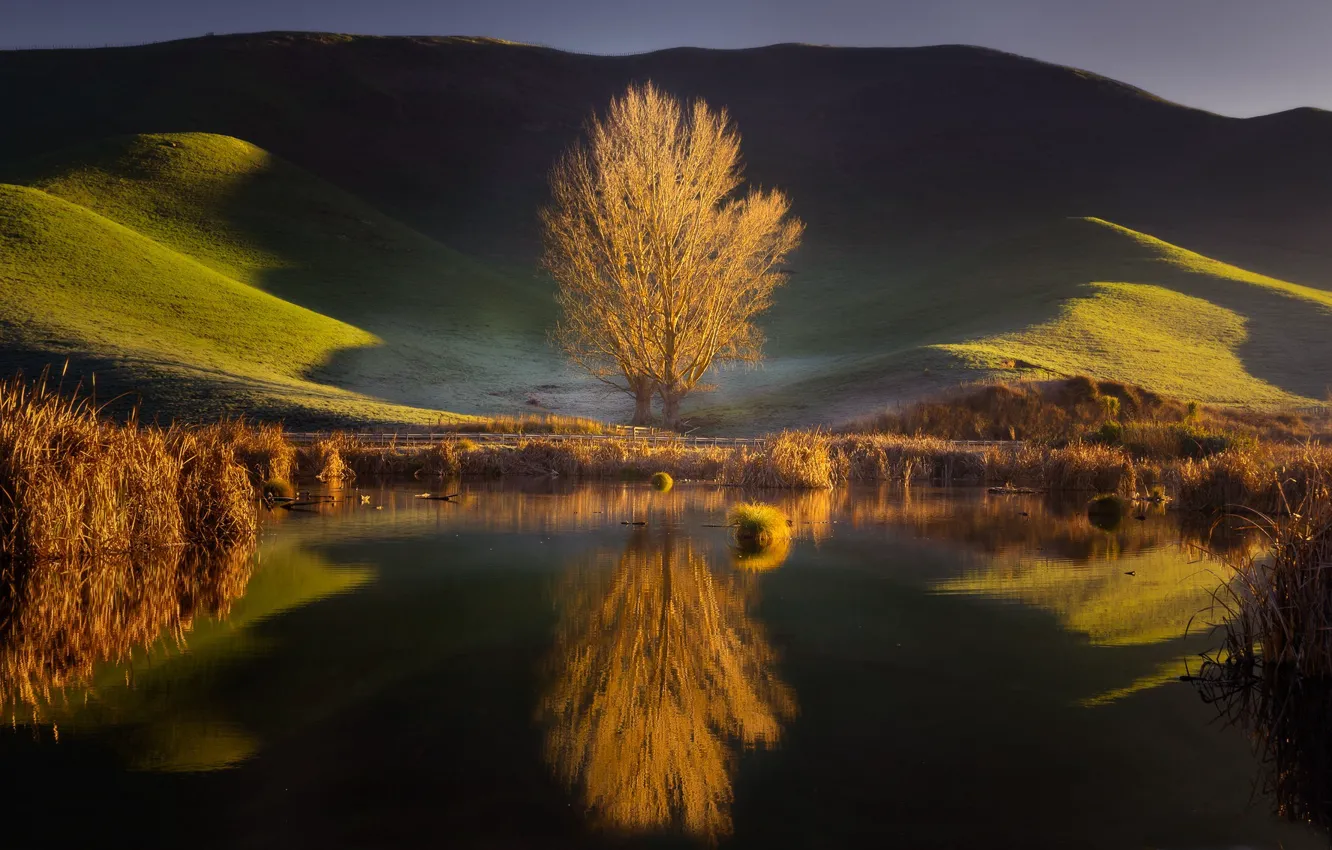 Фото обои озеро, отражение, дерево, холмы, Новая Зеландия, New Zealand, Hawke's Bay, Хокс-Бей