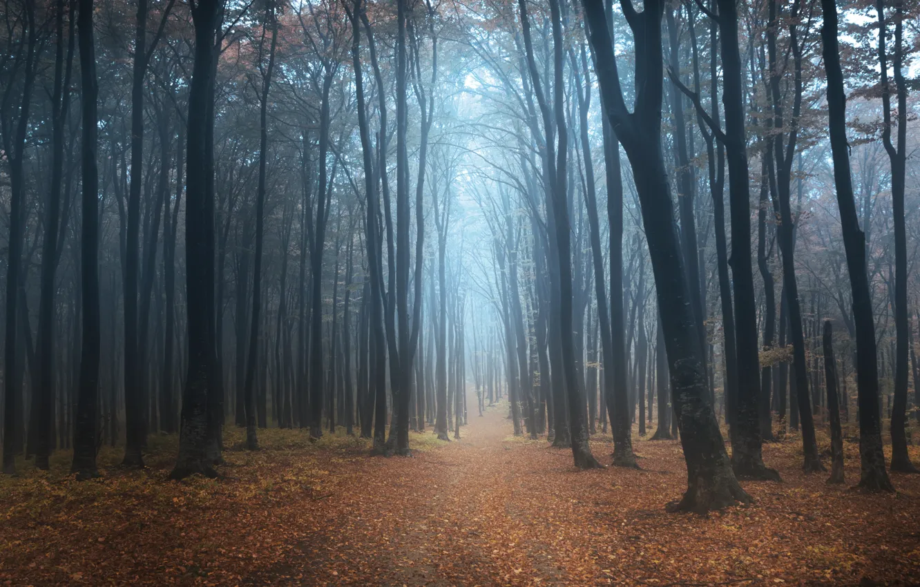 Фото обои лес, деревья, туман, утро, дорожка