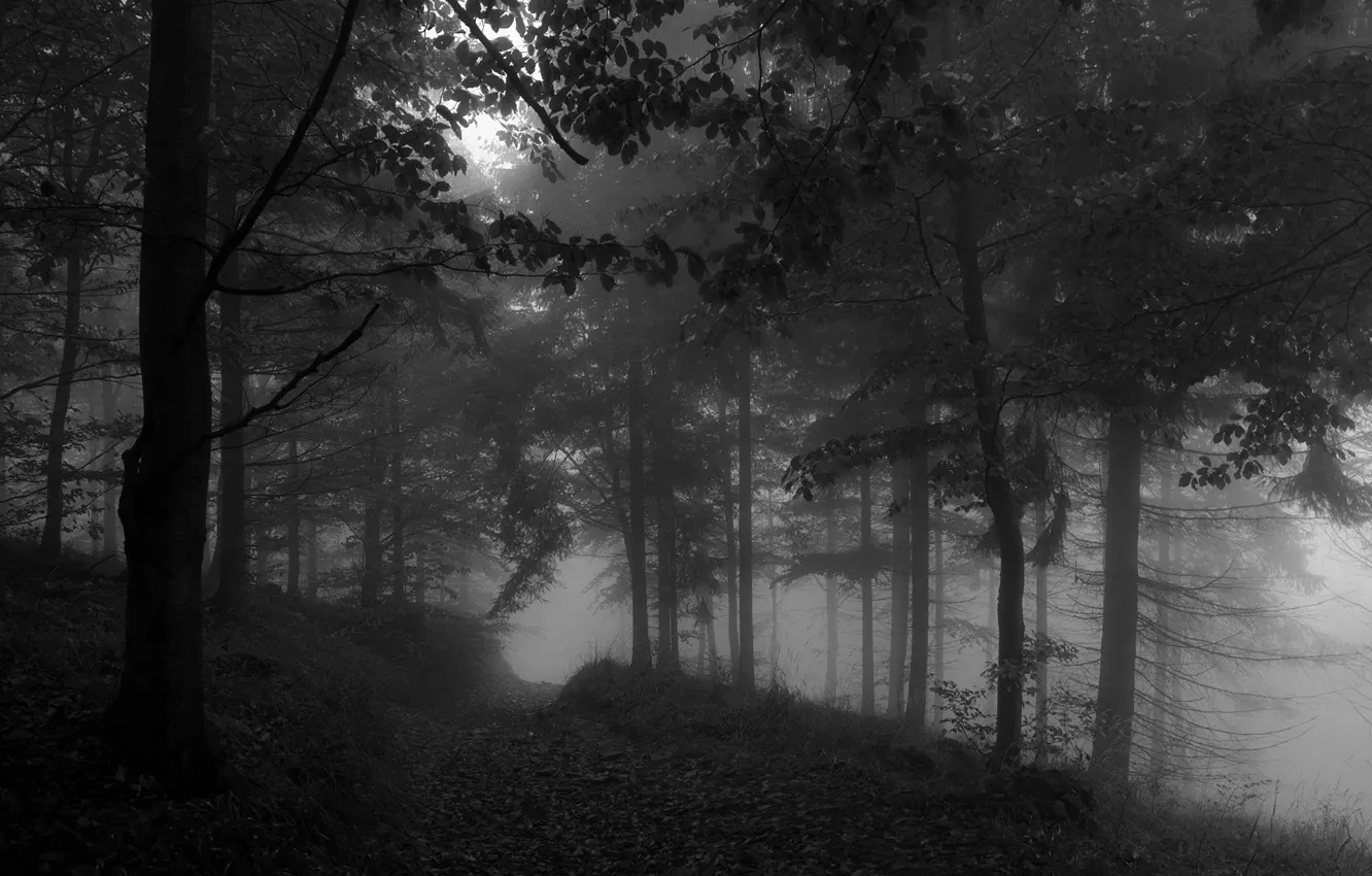 Фото обои лес, деревья, природа, туман, черно-белое, монохром, тропинка, monochrome
