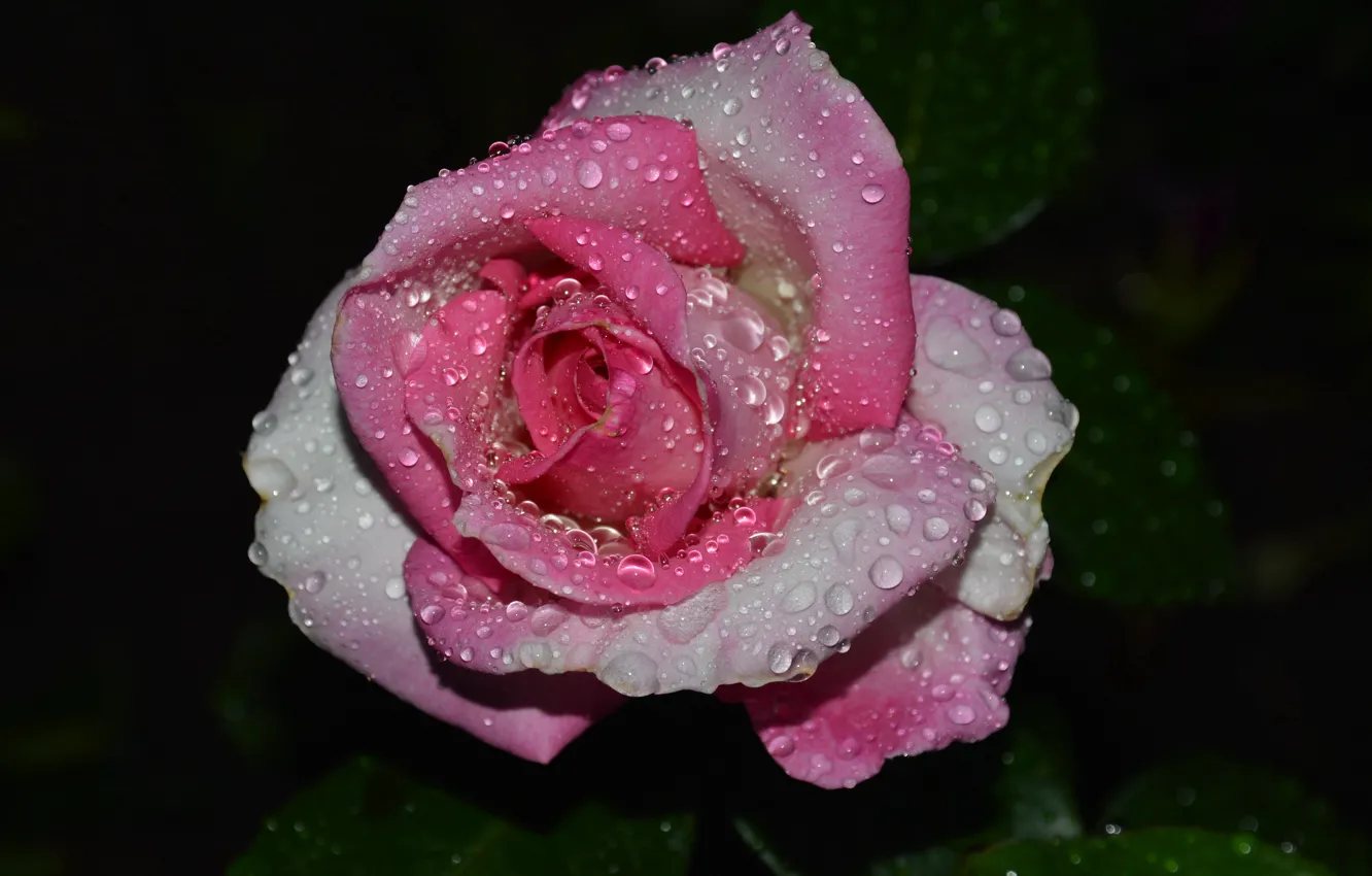 Фото обои капли, дождь, роза