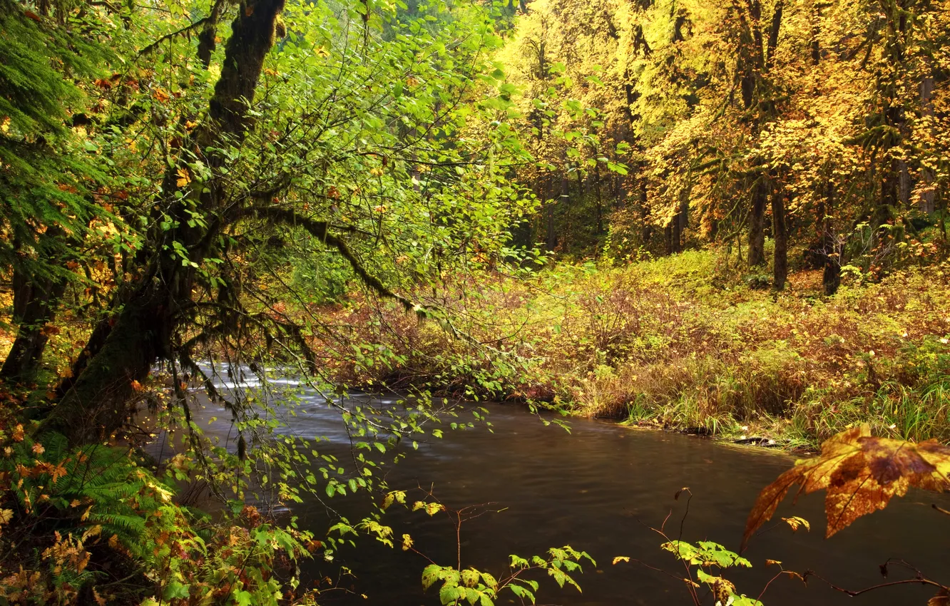 Фото обои осень, лес, листья, деревья, ветки, ручей