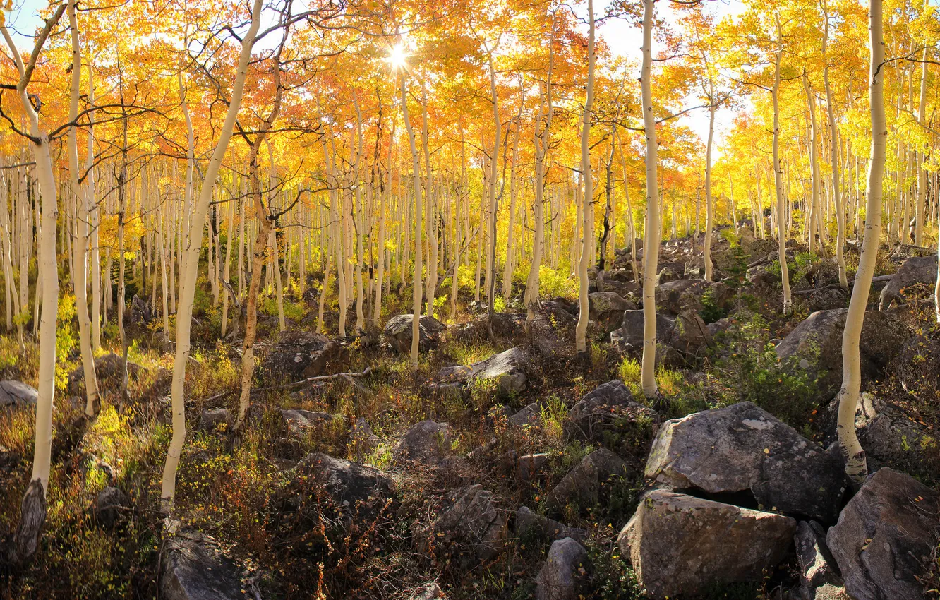 Фото обои осень, деревья, камни, склон, осина