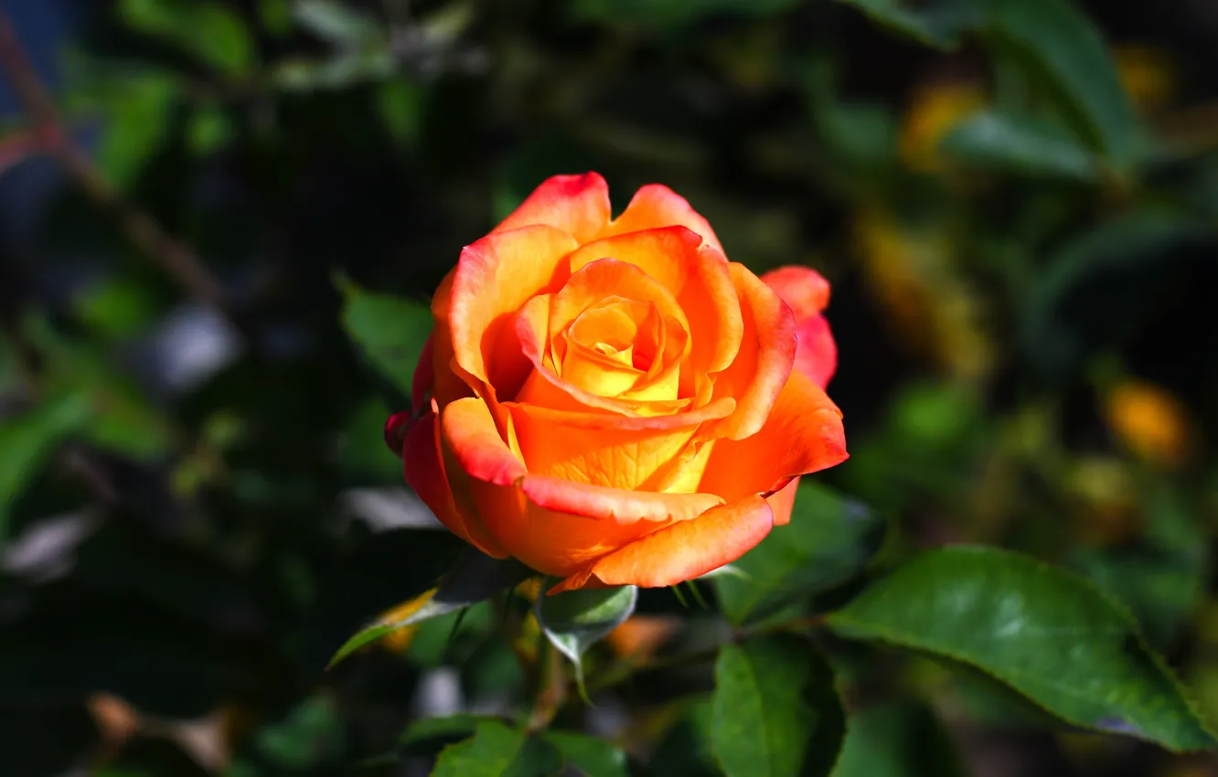 Фото обои rose, flowers, beauty, bokeh