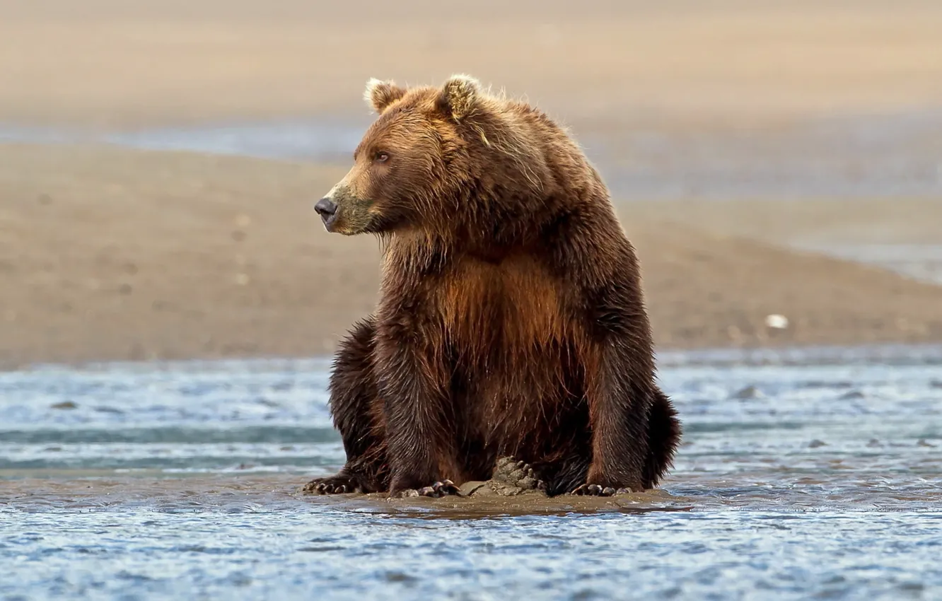 Фото обои water, animal, wildlife, sit, mammal, grizzly bear, brown Bear