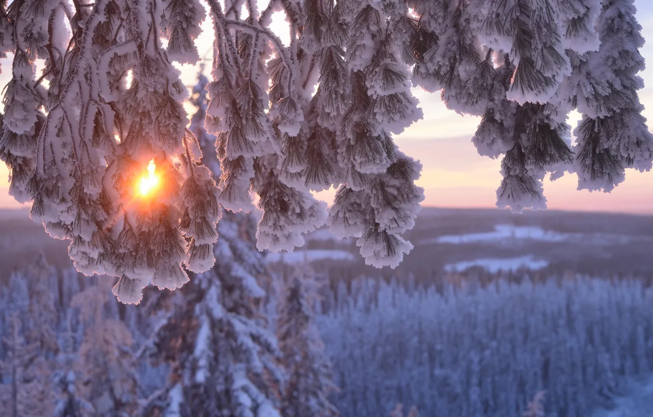 Фото обои зима, солнце, снег, деревья, ветки, природа, сосна, Hannu Koskela