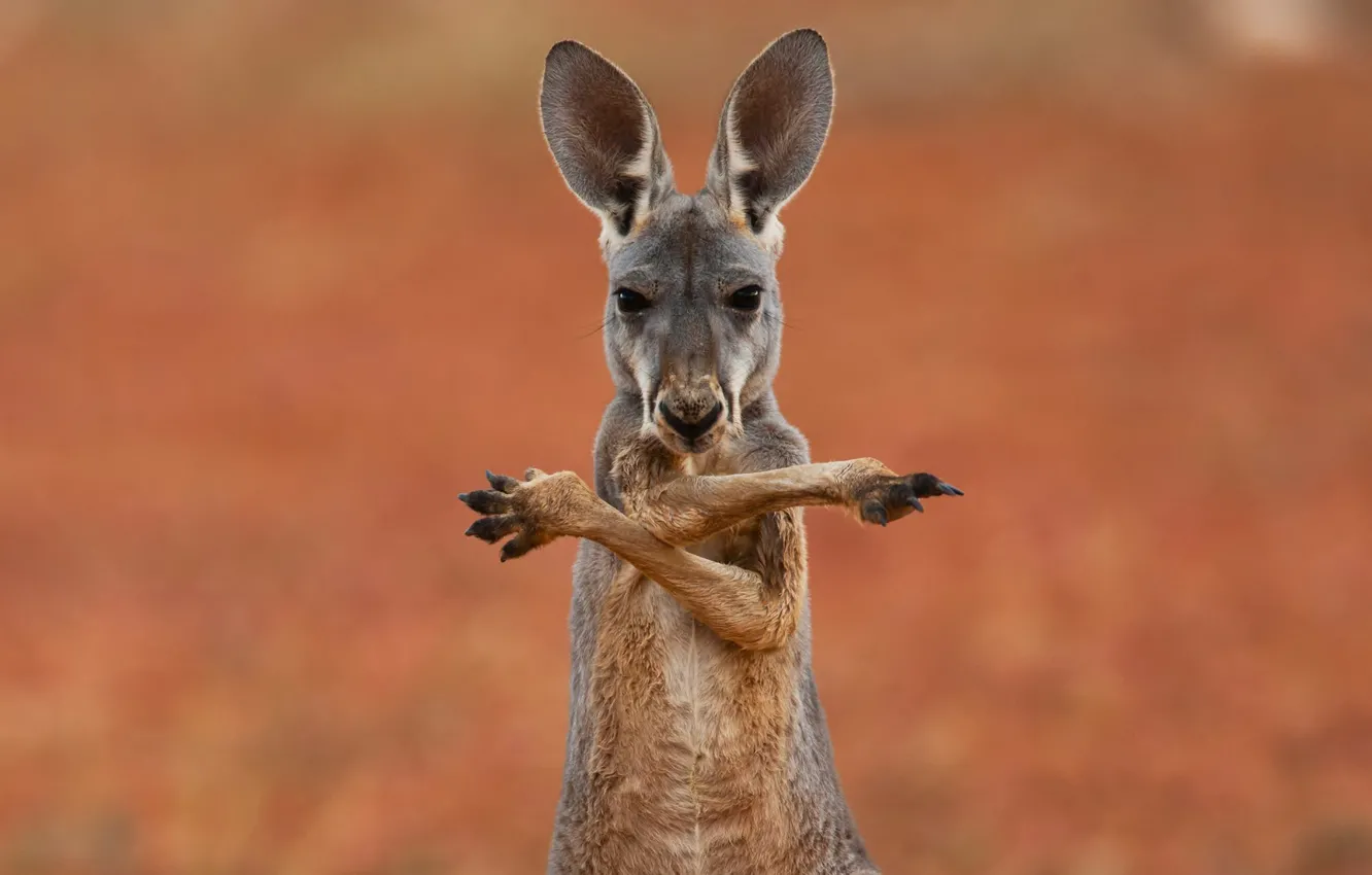 Фото обои фон, widescreen, обои, кенгуру, wallpaper, австралия, широкоформатные, background