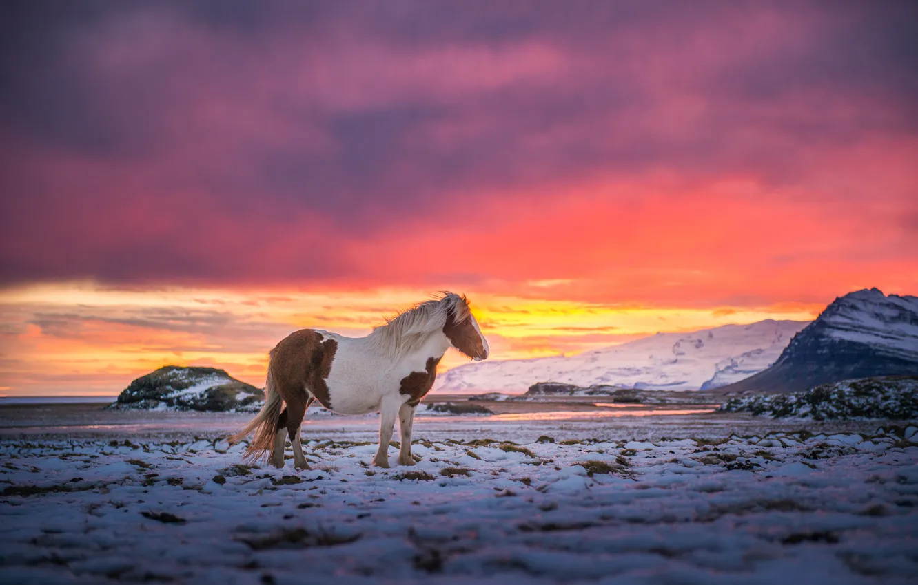 Фото обои небо, снег, горы, ветер, краски, лошадь, Исландия