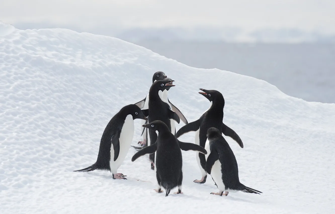 Фото обои зима, снег, день рождения, птица, берег, пингвины, склон, сугробы