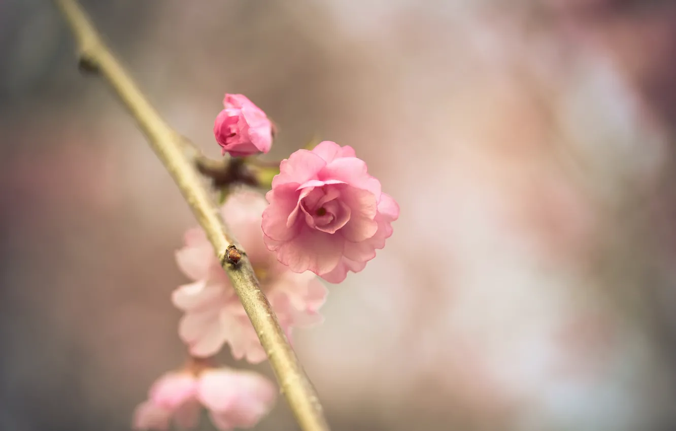 Фото обои цветок, макро, розовый, ветка, весна, сакура, боке