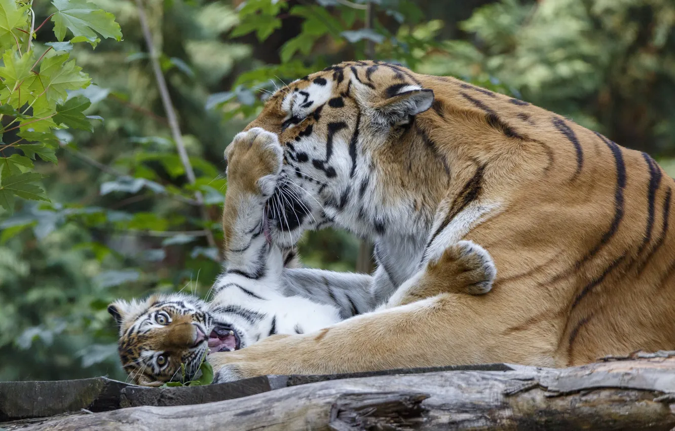 Фото обои тигр, отдых, игра, малыш, тигрёнок