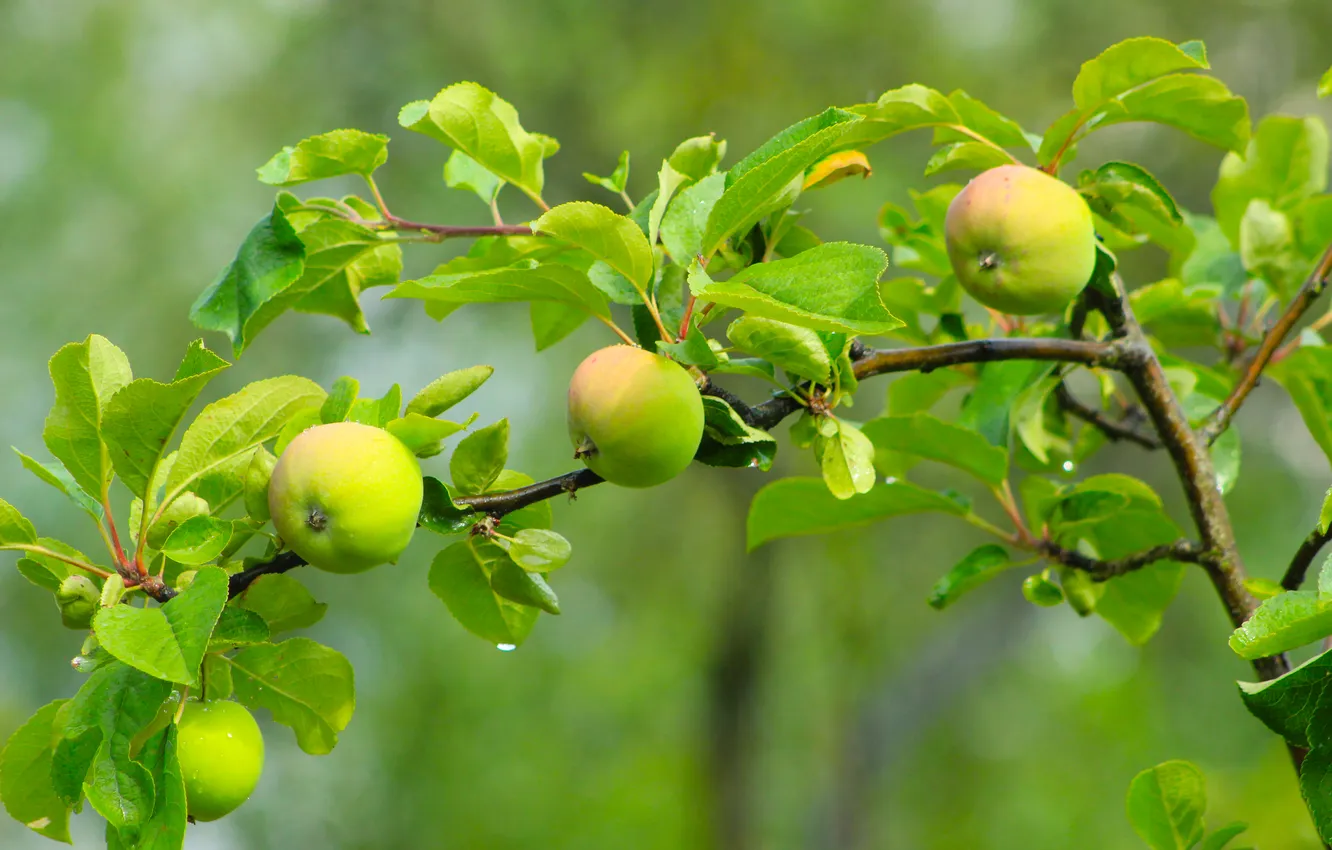 Фото обои tree, fruit, apples, twig