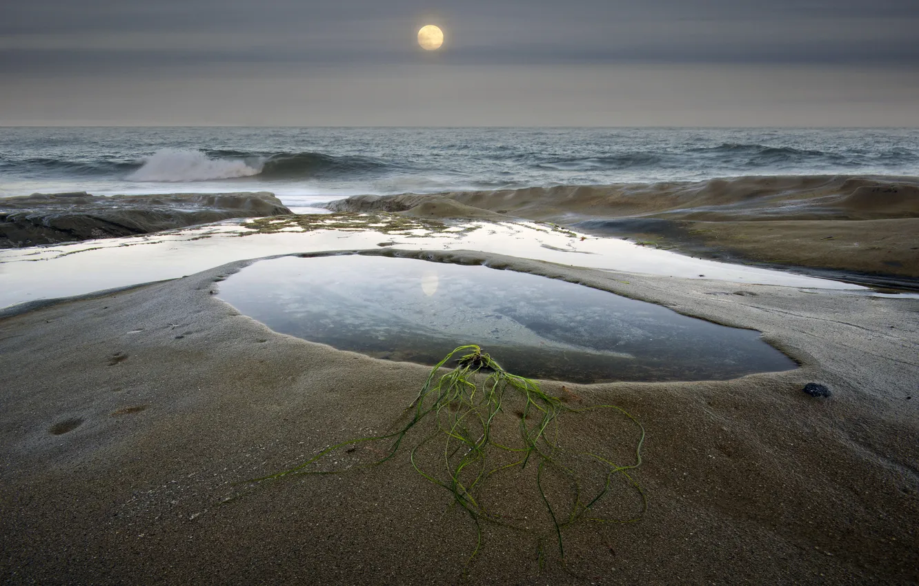Фото обои песок, море, трава, водоросли, луна, растение, лужа