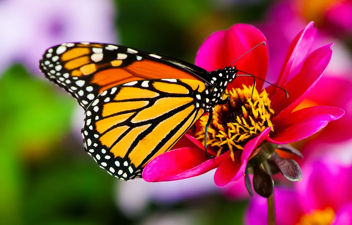 Фото обои цветок, макро, природа, бабочка, flower, nature, butterfly, macro