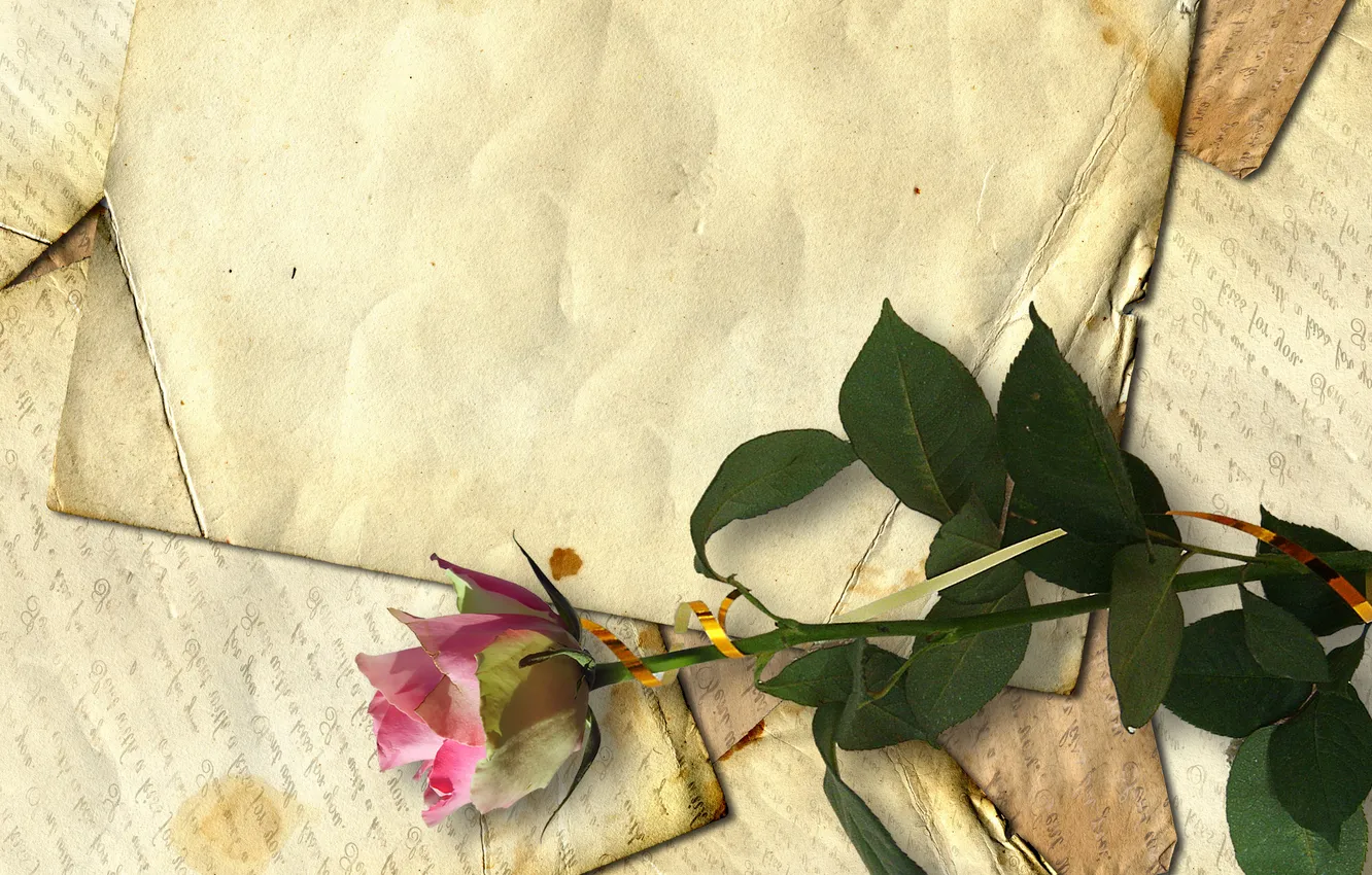 Фото обои ретро, роза, строки, старая бумага, письма, засушенный цветок