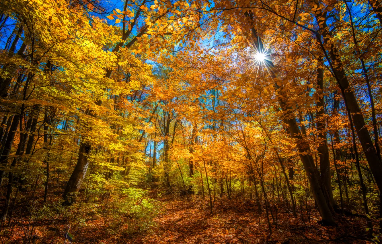 Фото обои осень, лес, солнце, лучи, деревья, цвет, ярко