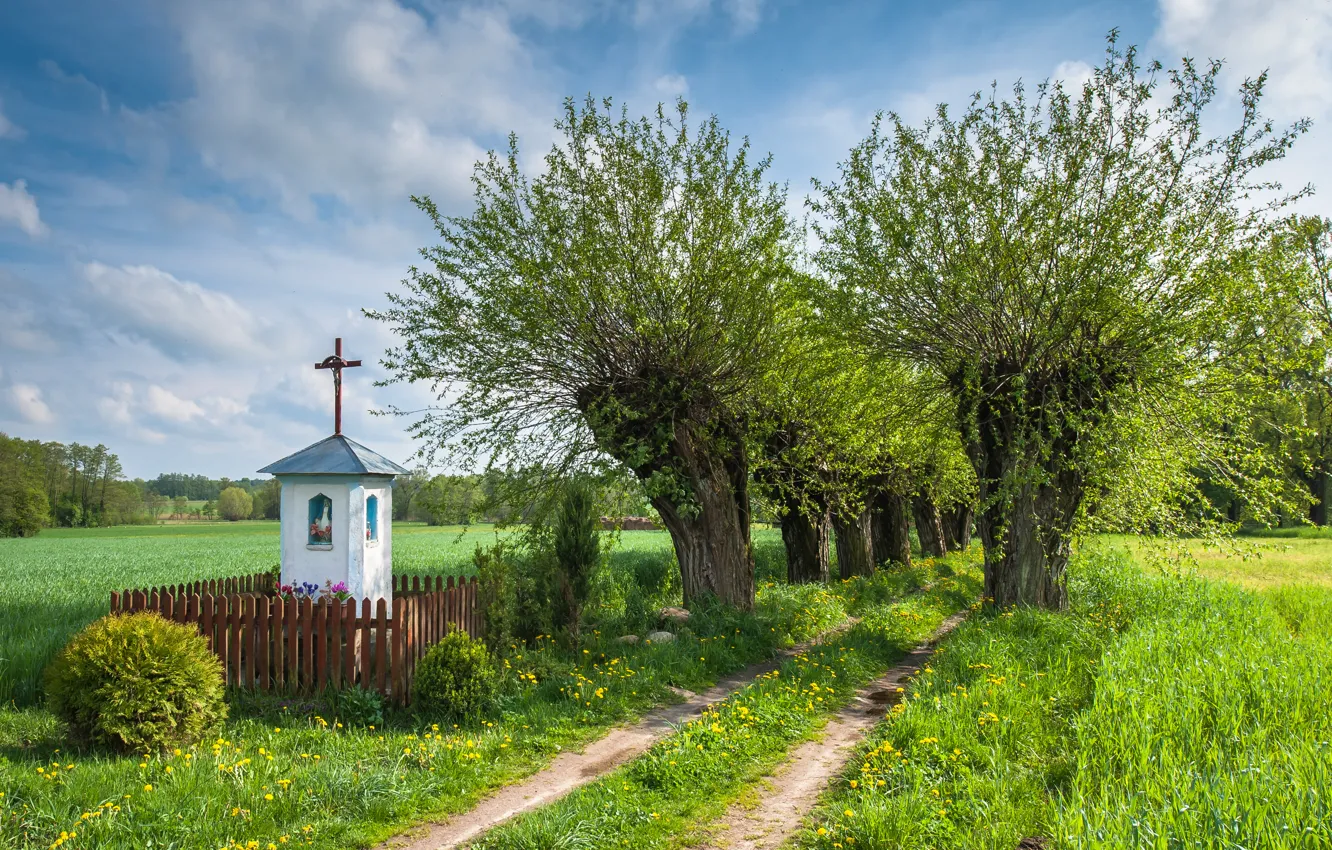 Фото обои поле, деревья, природа, Poland. дорога