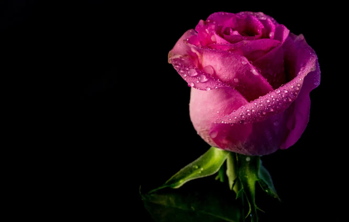 Фото обои вода, капли, роза, лепестки, бутон, чёрный фон