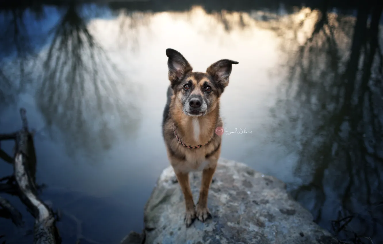 Фото обои взгляд, река, собака