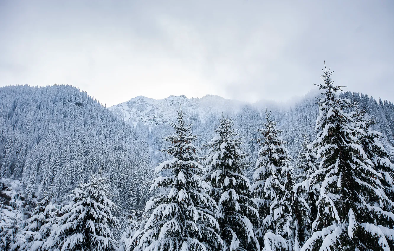 Фото обои зима, снег, деревья, пейзаж, горы, елки, landscape, winter