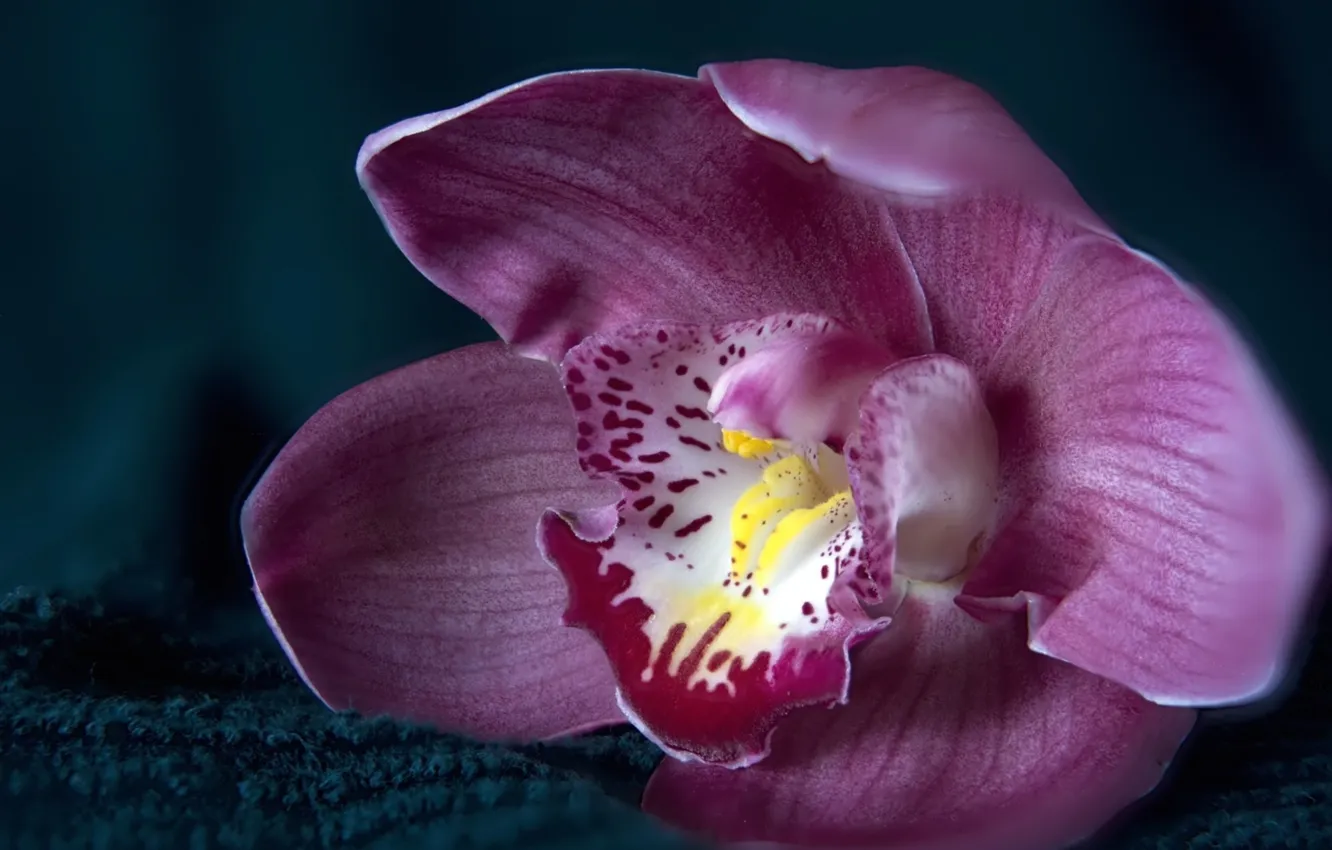 Фото обои цветок, лепестки, орхидеи