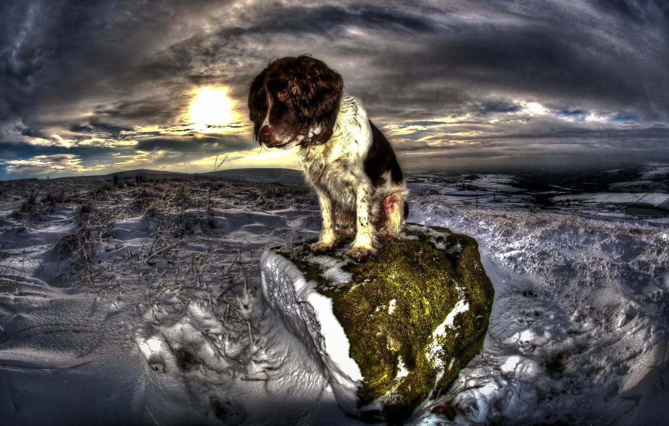 Фото обои зима, взгляд, ночь, друг, собака