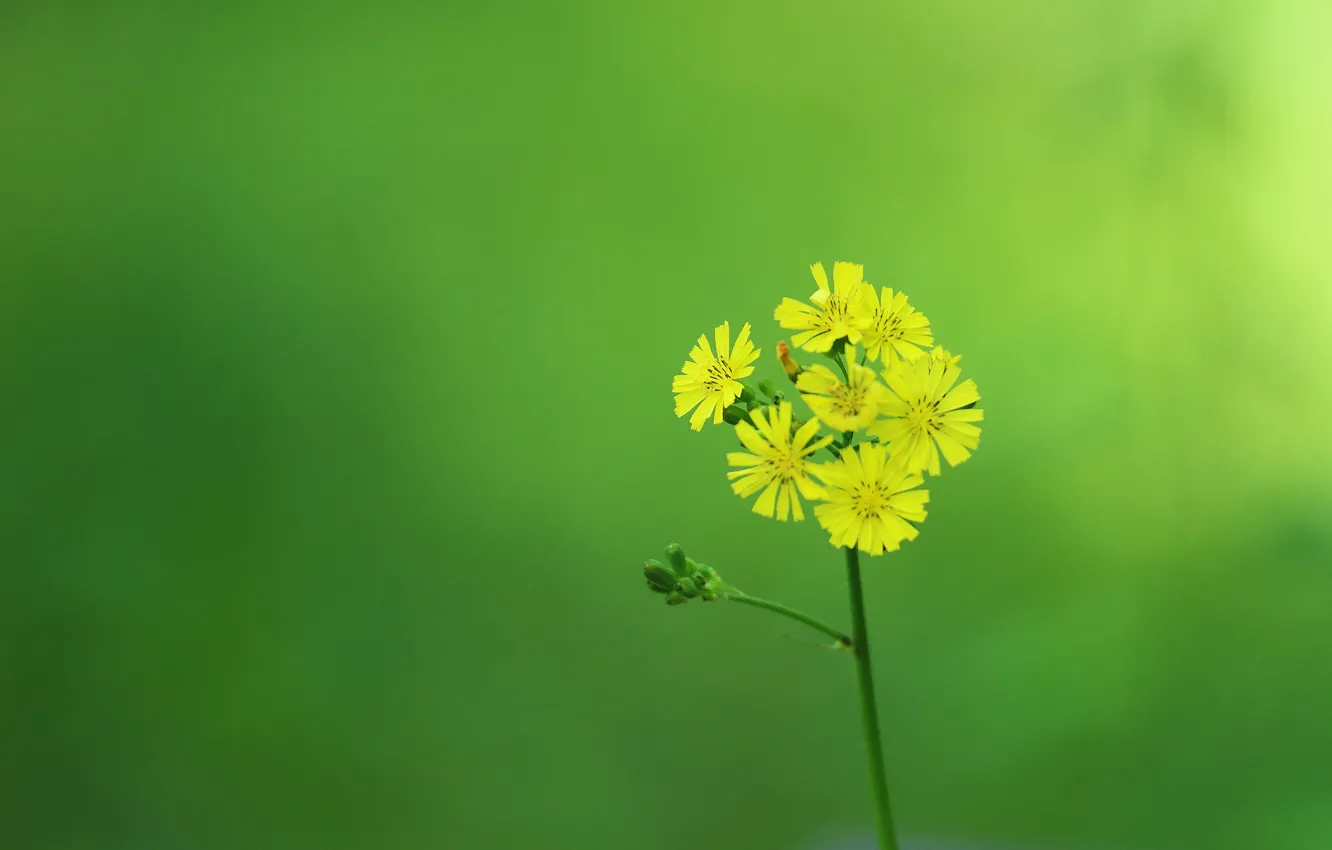 Фото обои цветы, лепестки, стебель, соцветие