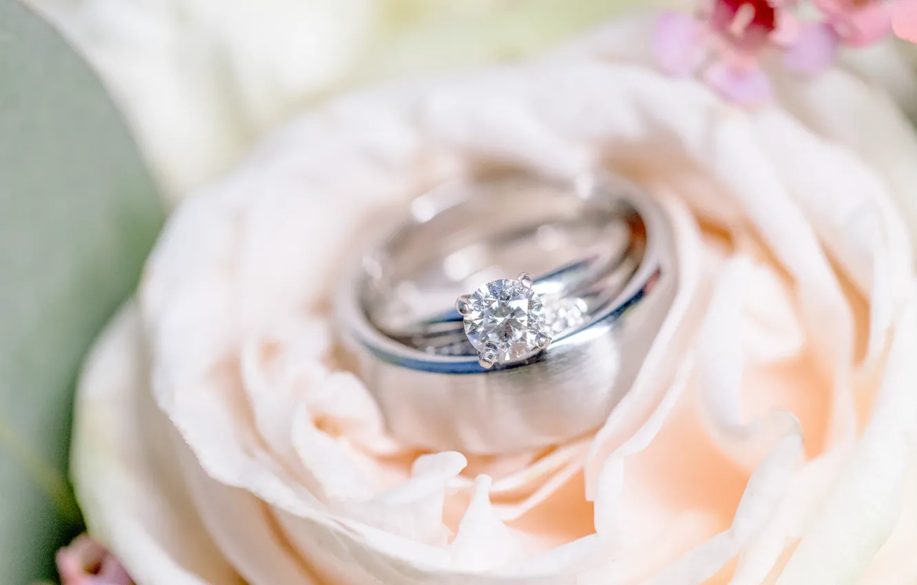 Фото обои цветок, кольца, свадьба, помолвка