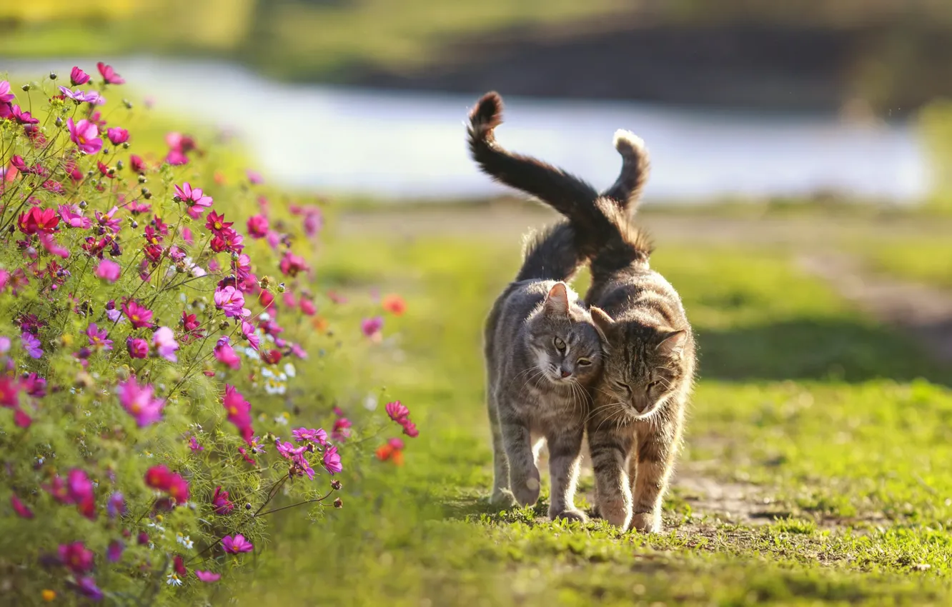 Фото обои кошка, лето, кот, цветы, поза, вместе, ласка, прогулка