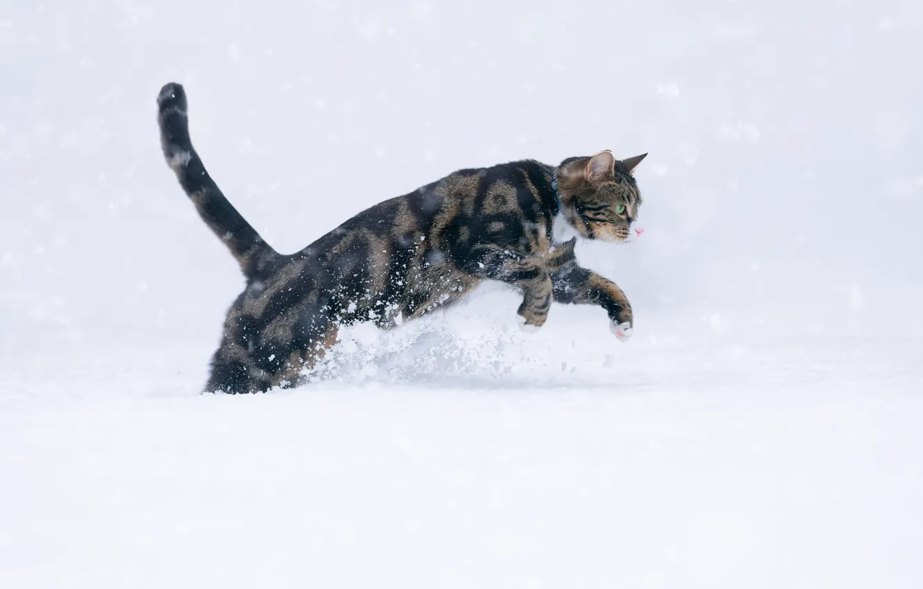 Фото обои кот, снег, шерсть, котейка