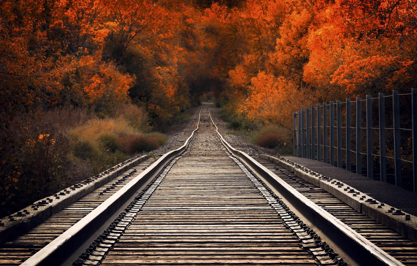 Фото обои осень, деревья, мост, путь