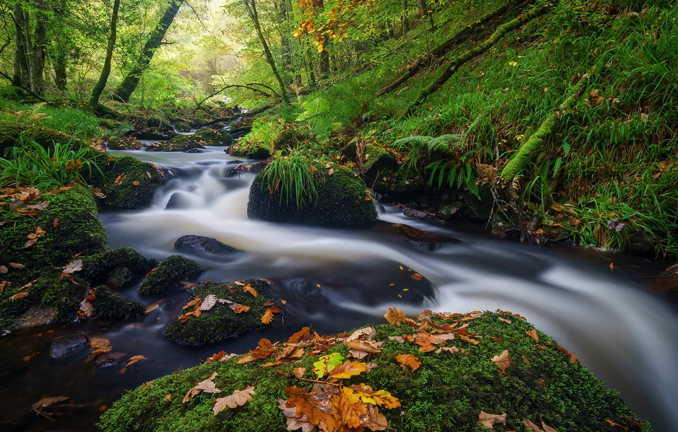 Фото обои осень, лес, листья, ручей, камни, Франция, речка, France