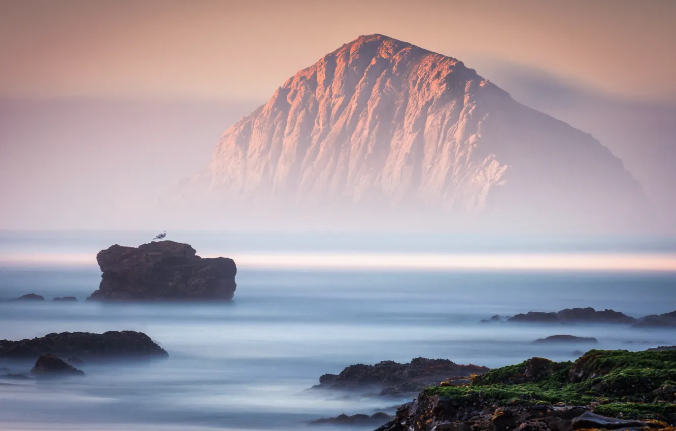 Фото обои море, пейзаж, туман, скалы, птица