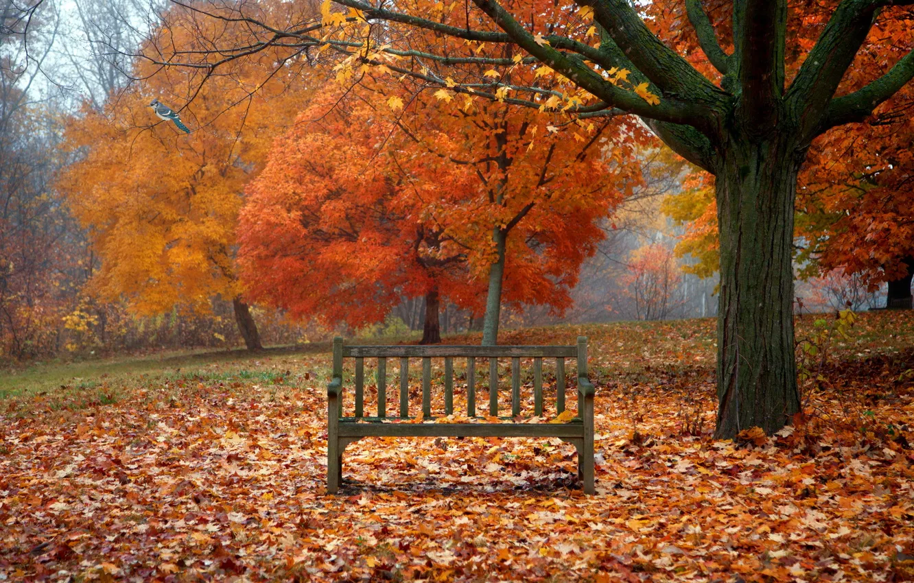 Фото обои осень, листья, природа, птица, скамья