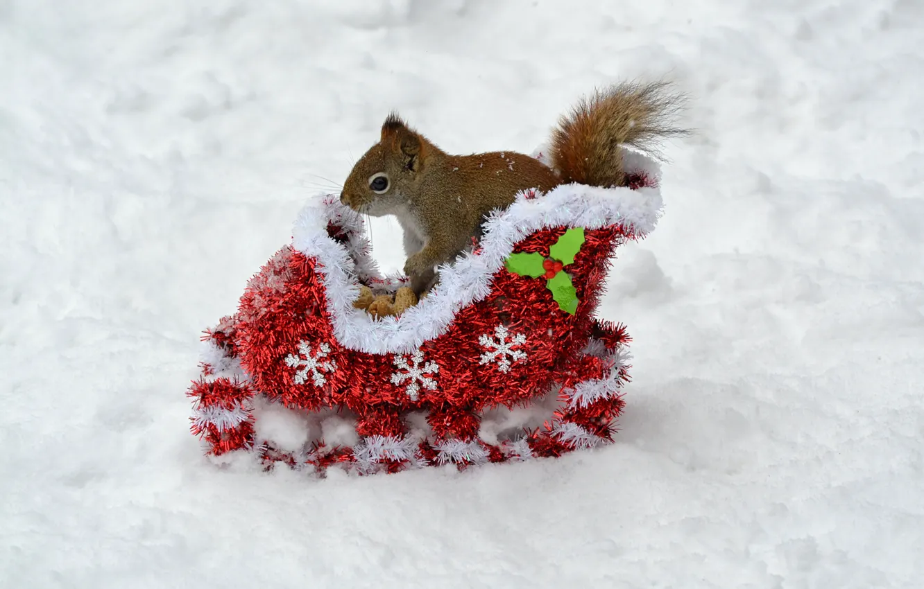 Фото обои зима, животные, снег, новый год, белка, орехи, new year, сани