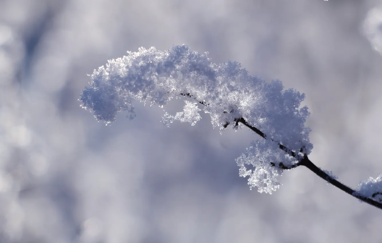 Фото обои white, winter, snow, cold, twig