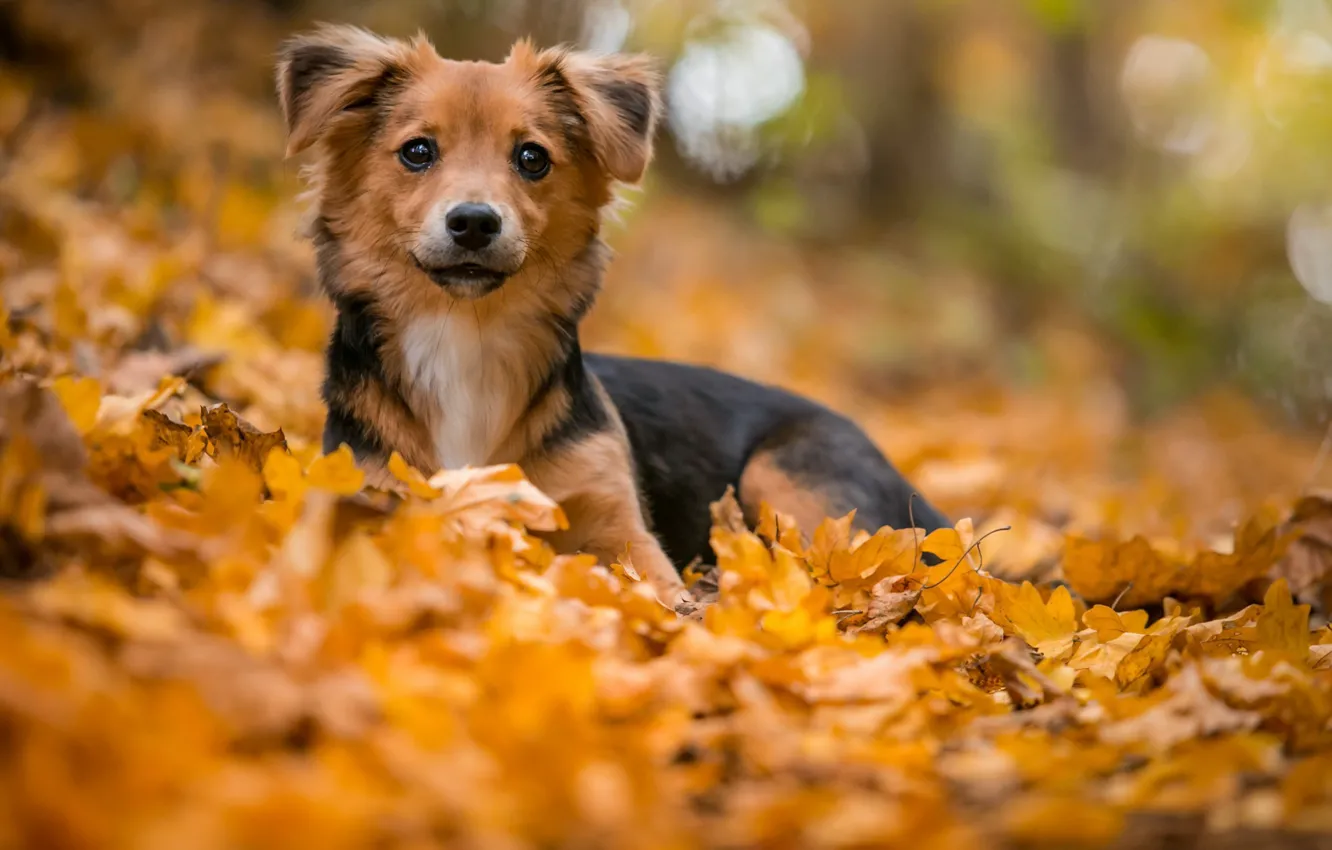 Фото обои осень, друг, собака