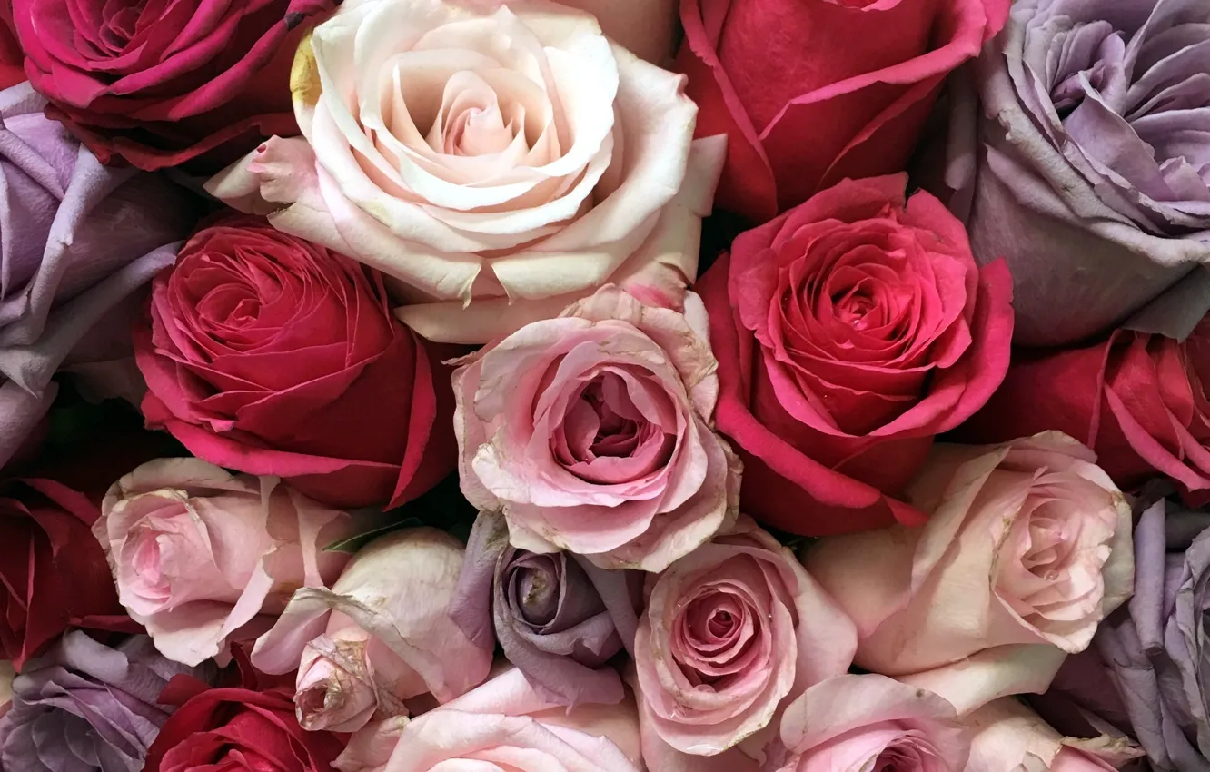 Фото обои цветы, розы, бутоны