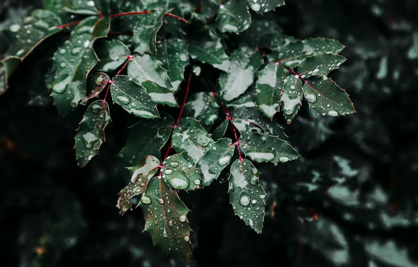 Фото обои Природа, Листья, Зеленый, Ветки, Nature, Green, Leaves, Флора