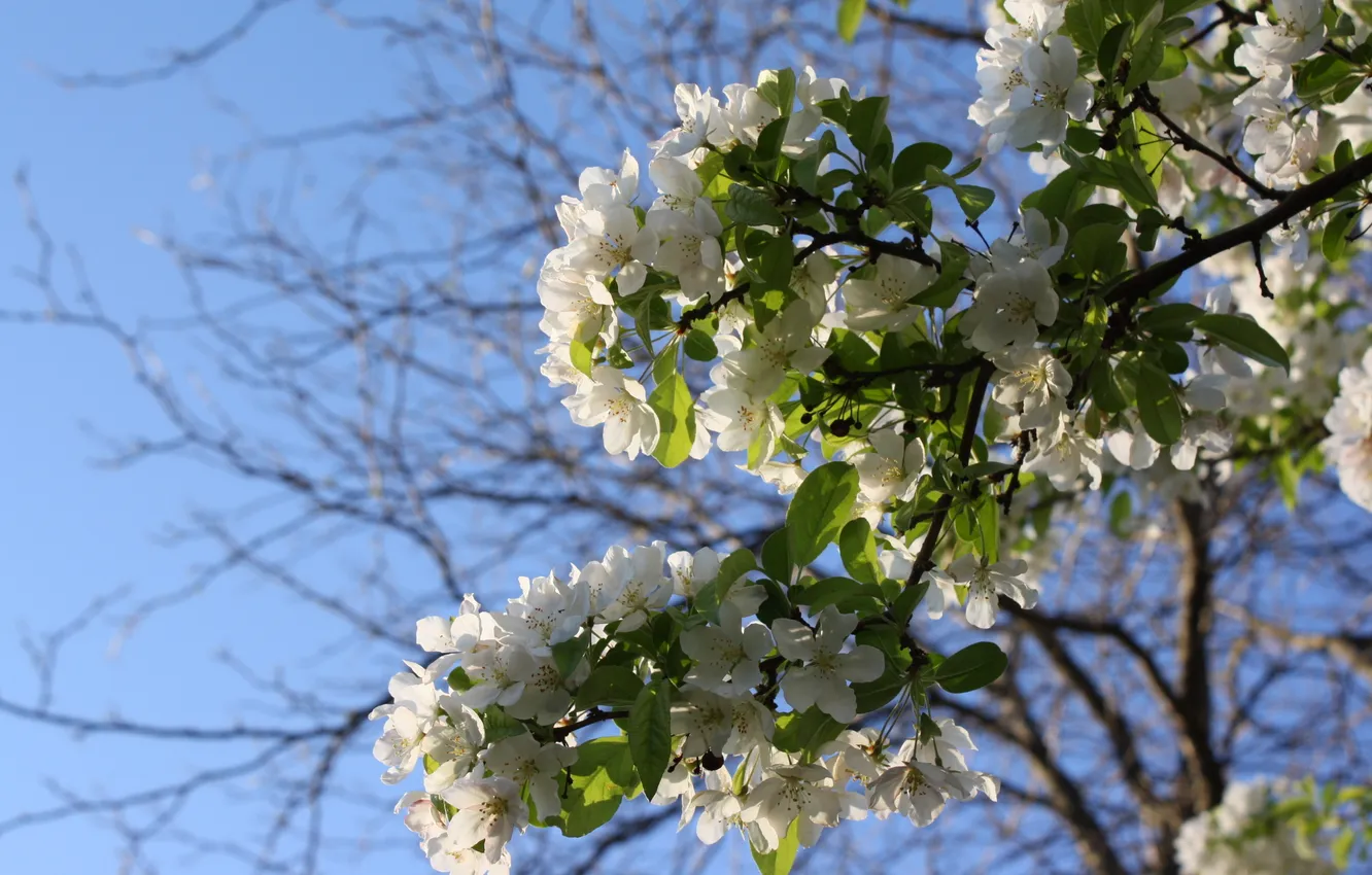 Фото обои природа, дерево, цветочки, яблоня, синее небо, веточки
