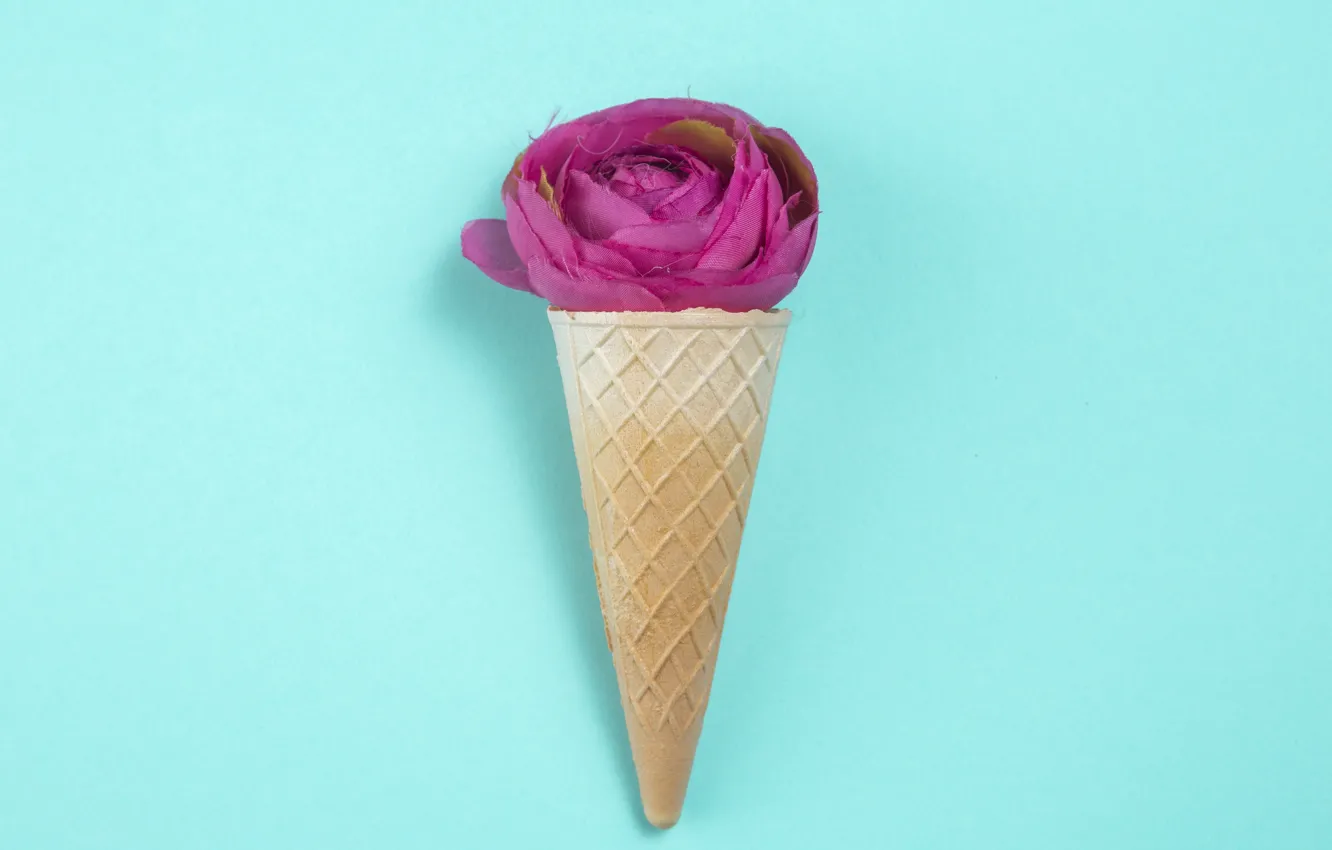 Фото обои фон, голубой, розовая, роза, бутон, вафельный рожок
