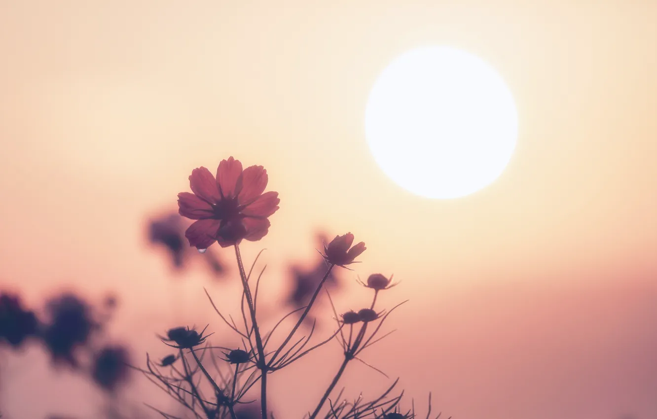 Фото обои fireball, flowers, sun, sunrise, drops
