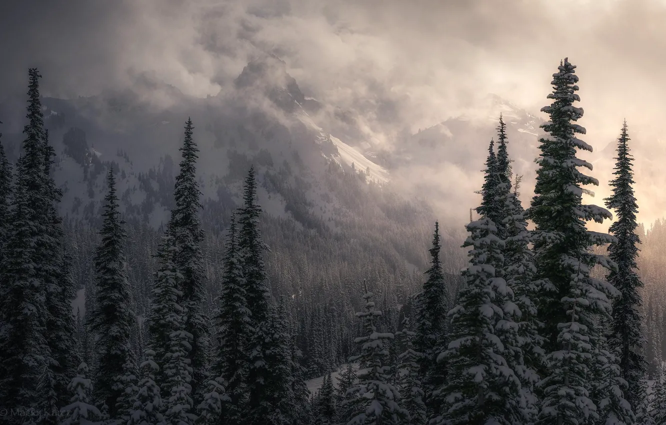 Фото обои зима, лес, снег, деревья, горы, природа, туман, скалы