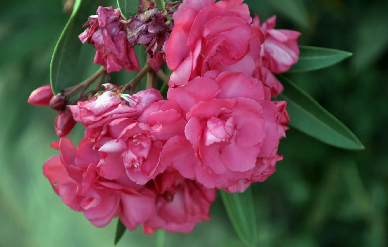 Фото обои цветы, природа, розовый, египет, олеандр