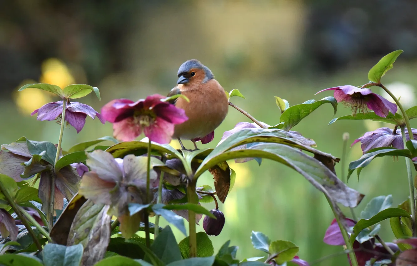 Фото обои цветы, природа, птица, морозник, зяблик