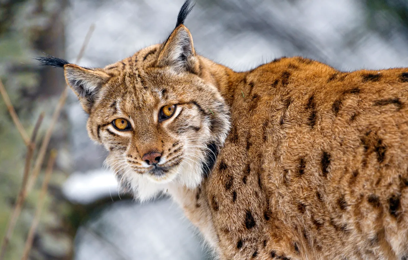 Фото обои взгляд, хищник, рысь, кисточки