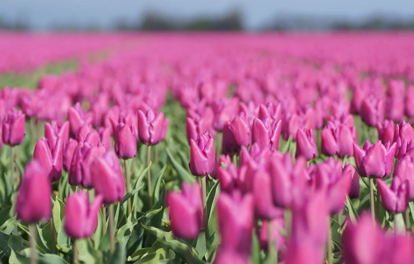 Фото обои поле, цветы, весна, тюльпаны, розовые, бутоны, много, боке