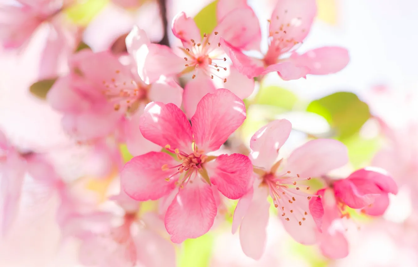 Фото обои макро, яблоня, цветение, цветки