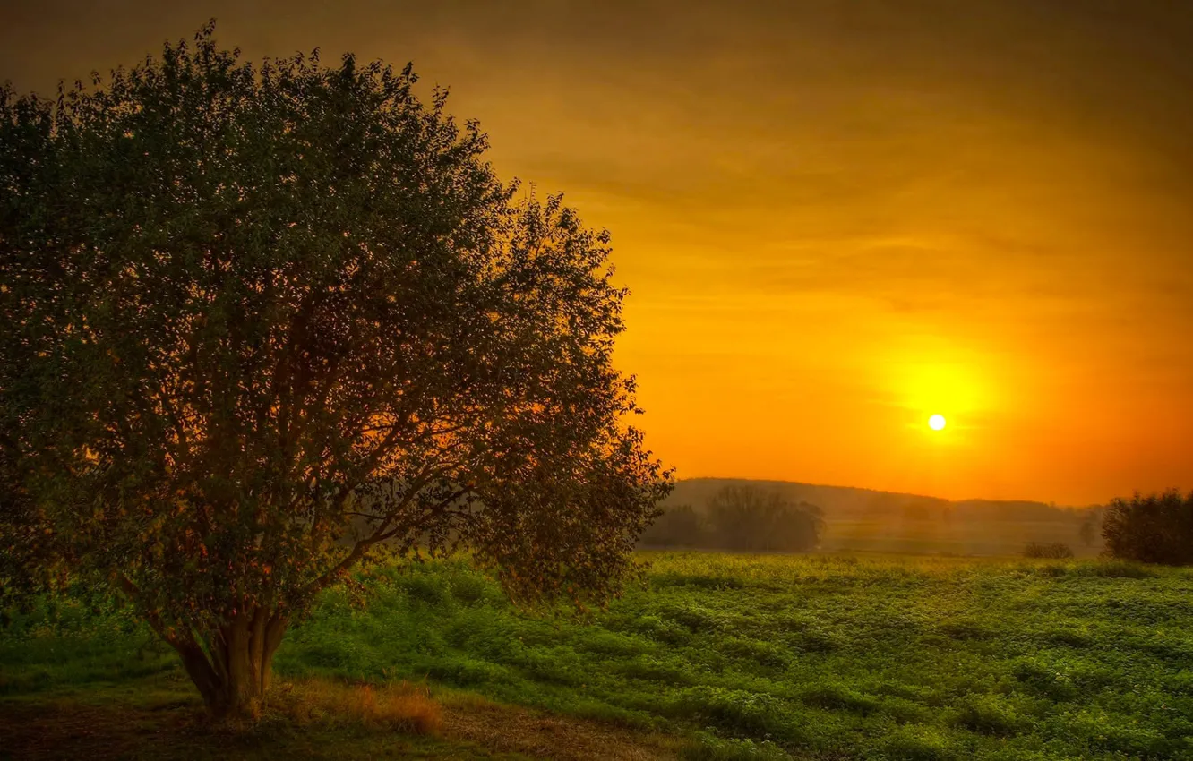 Фото обои поле, небо, солнце, закат, дерево, красота