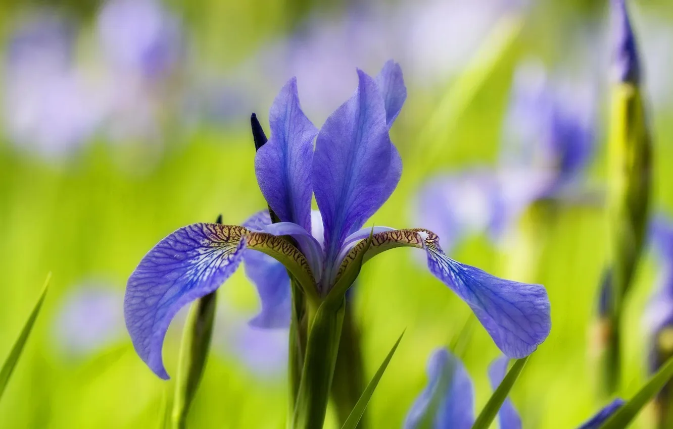 Фото обои цветок, синий, фон, размытость, ирис